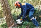 Tabortree-cutting-services-21.jpg; ?>